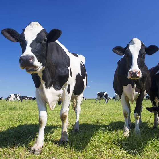Agriculture Robotics